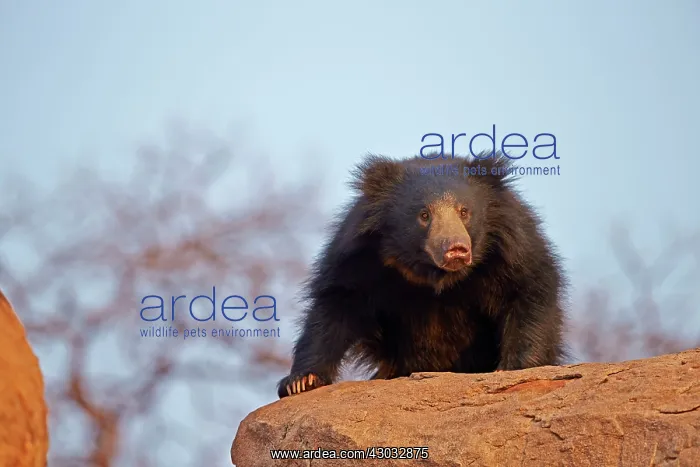  : Sloth Bear