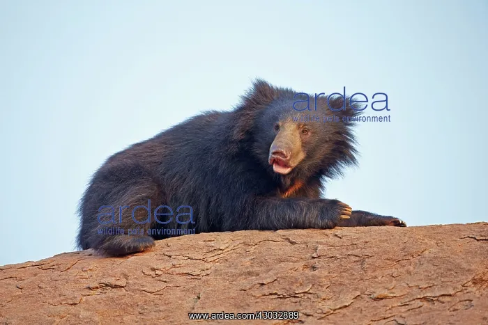  : Sloth Bear