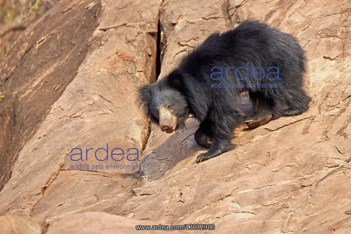  : Sloth Bear