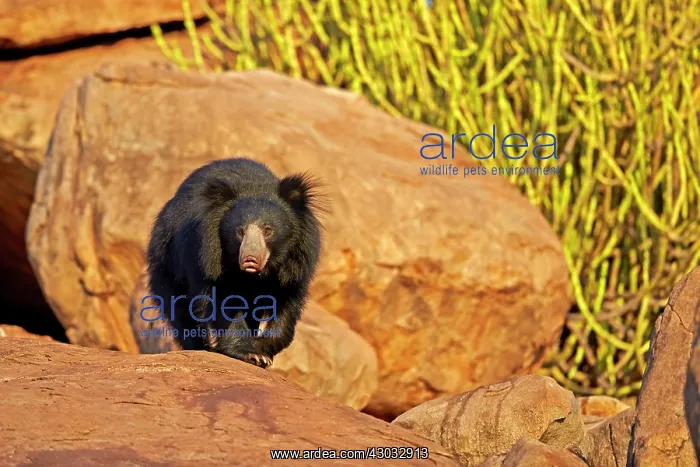  : Sloth Bear