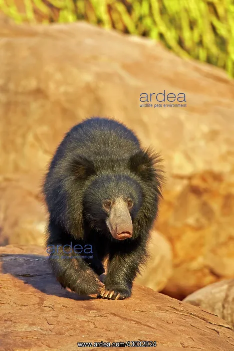  : Sloth Bear
