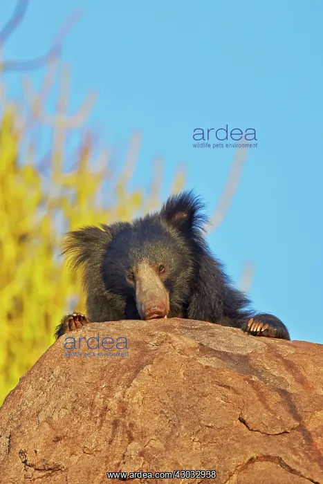  : Sloth Bear