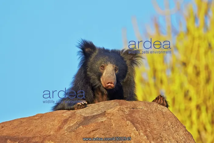  : Sloth Bear