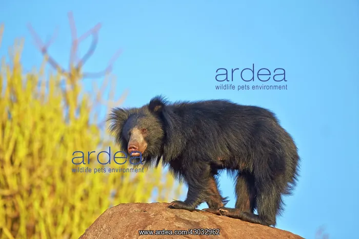  : Sloth Bear