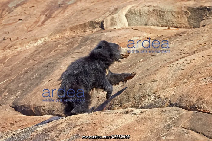  : Sloth Bear
