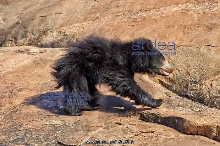  : Sloth Bear