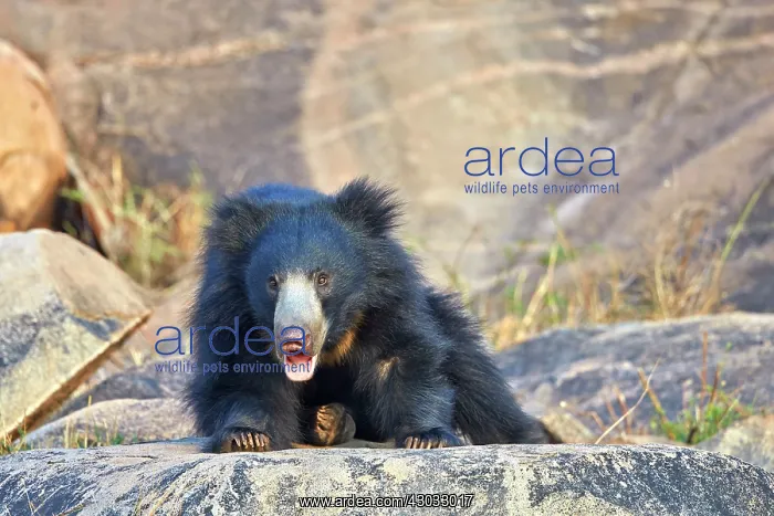  : Sloth Bear