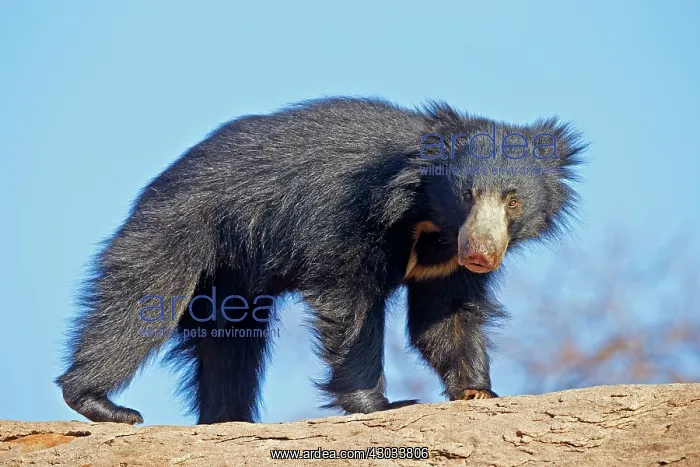  : Sloth Bear