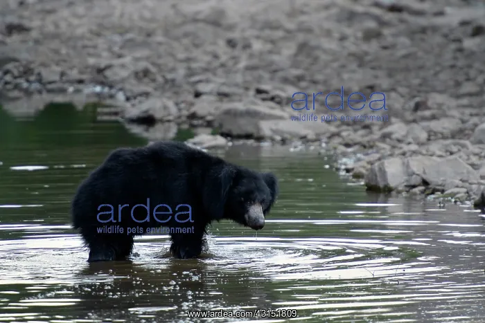 : Sloth Bear : Sloth Bear