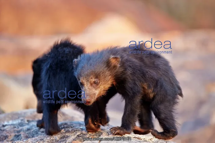 : Sloth Bear - baby : Sloth Bear - baby