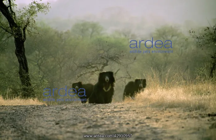 : SLOTH BEAR - THREE BEARS : SLOTH BEAR - THREE BEARS