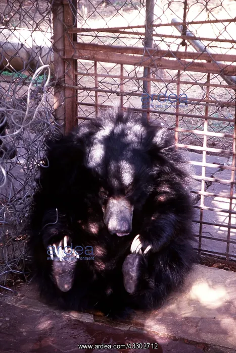 : SLOTH BEAR - caged : SLOTH BEAR - caged