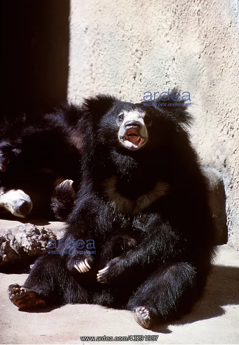 : SLOTH BEAR - captive : SLOTH BEAR - captive