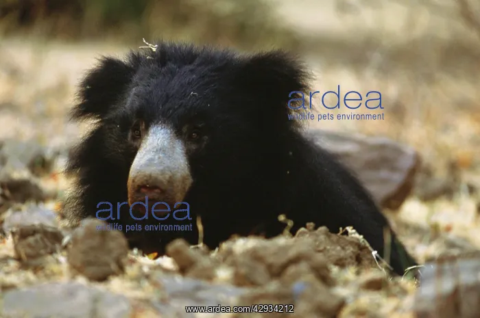 : SLOTH BEAR - close-up of face : SLOTH BEAR - close-up of face