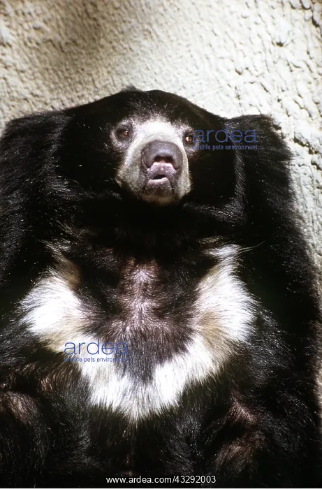 : Sloth BEAR - close-up of head : Sloth BEAR - close-up of head
