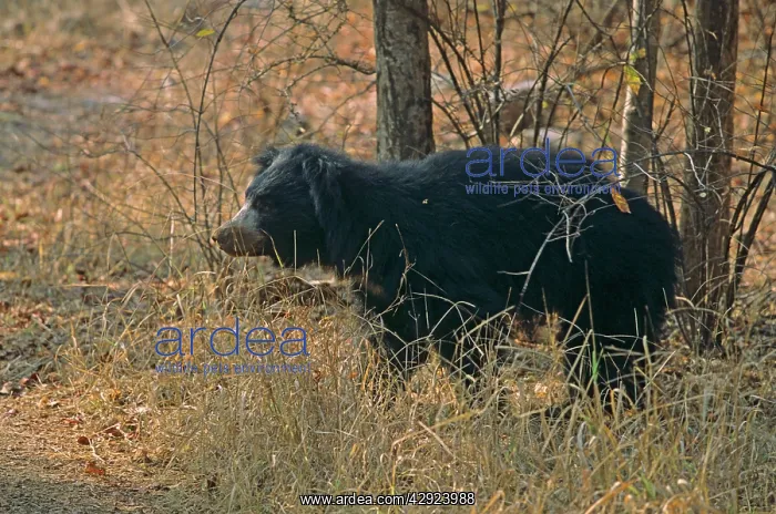 : Sloth Bear - after eating termites : Sloth Bear - after eating termites