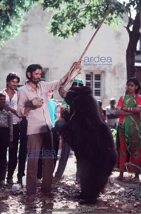 : SLOTH BEAR - exploitation being used as dancing bear : SLOTH BEAR - exploitation being used as dancing bear