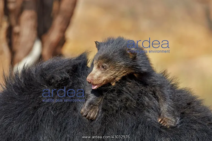  : Sloth Bear mother carrying baby on back