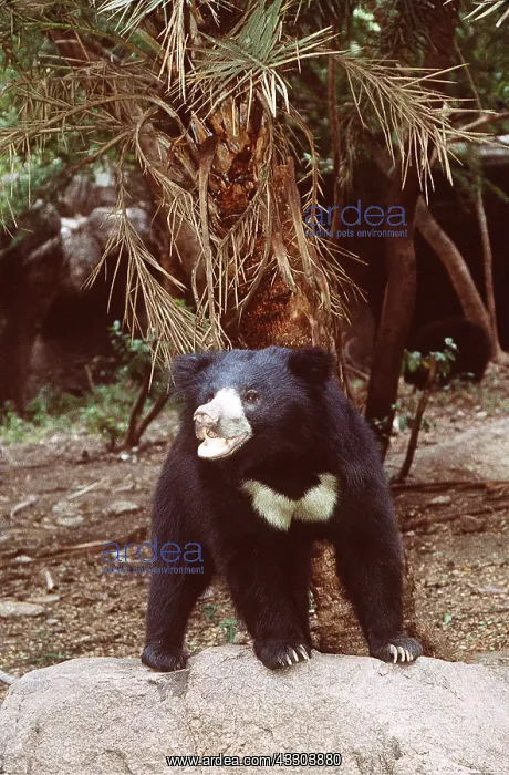 : Sloth BEAR - standing on stone : Sloth BEAR - standing on stone