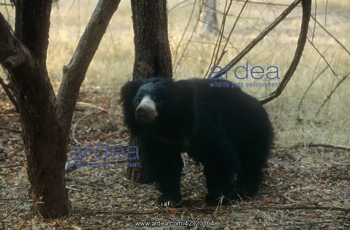 : Sloth BEAR - in wooded area : Sloth BEAR - in wooded area