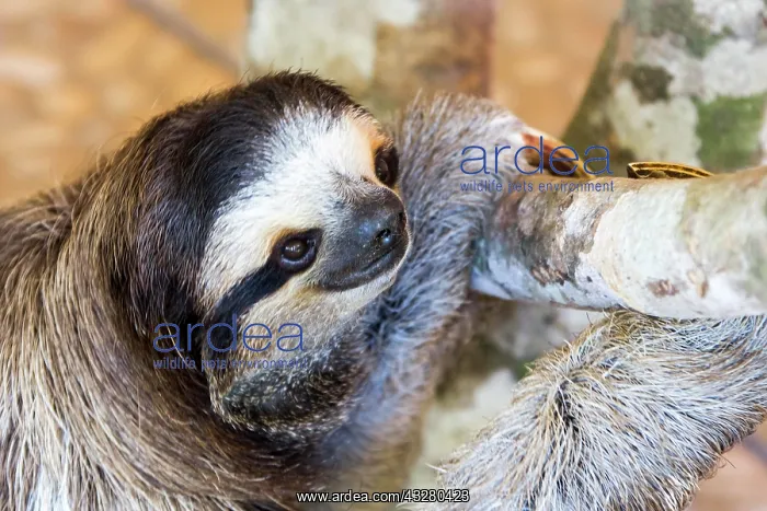 : Sloth (Bradypus Variegatus) Braunkehl-Faultier : Sloth (Bradypus Variegatus) Braunkehl-Faultier