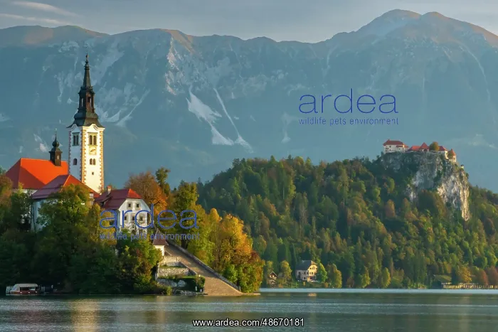 : Slovenia, Bled, Lake Bled. Town and island church reflect in : Slovenia, Bled, Lake Bled. Town and island church reflect in