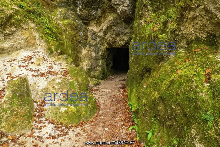  : Slovenia, Julian Alps. WWI military tunnel in mountain