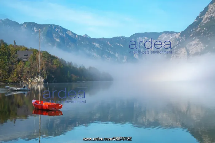 : Slovenia, Lake Bohinj. Lake boats on foggy morning. ic Cathy : Slovenia, Lake Bohinj. Lake boats on foggy morning. ic Cathy
