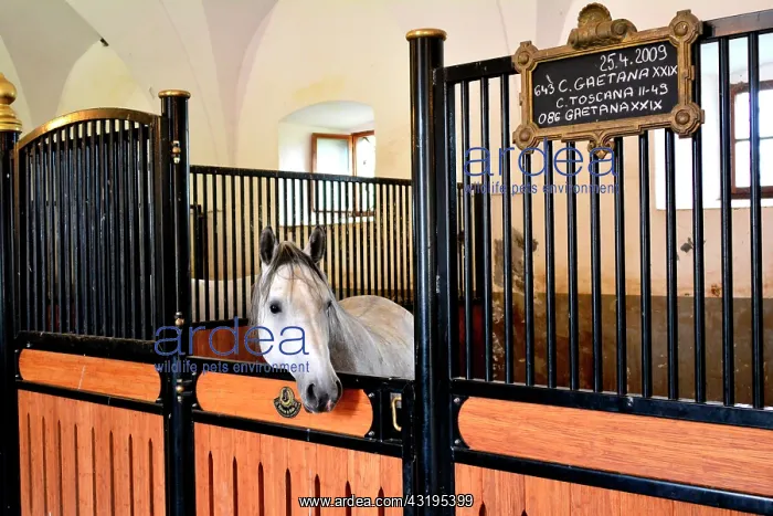  : Slovenia is the place were the Lipizzan race is