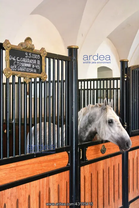 : Slovenia is the place were the Lipizzan race is : Slovenia is the place were the Lipizzan race is