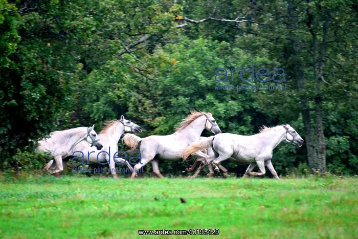 : Slovenia is the place were the Lipizzan race is : Slovenia is the place were the Lipizzan race is