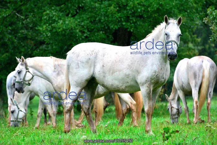 : Slovenia is the place were the Lipizzan race is : Slovenia is the place were the Lipizzan race is