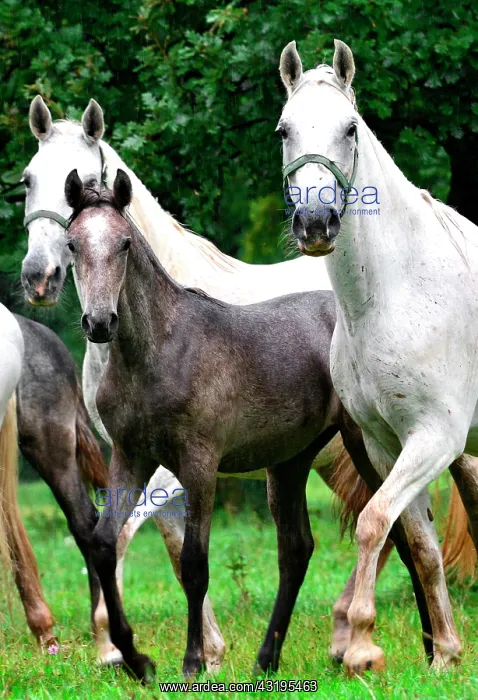: Slovenia is the place were the Lipizzan race is : Slovenia is the place were the Lipizzan race is