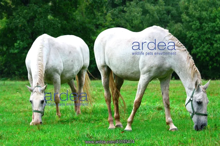 : Slovenia is the place were the Lipizzan race is : Slovenia is the place were the Lipizzan race is