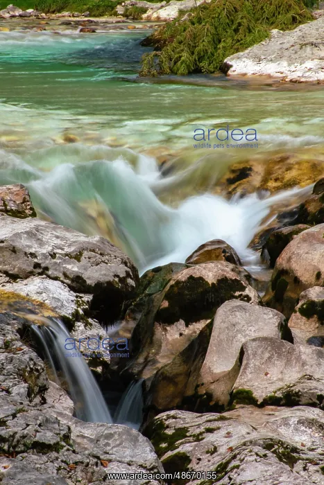 : Slovenia, Triglav National Park. Soca River rapids. ic Cathy : Slovenia, Triglav National Park. Soca River rapids. ic Cathy