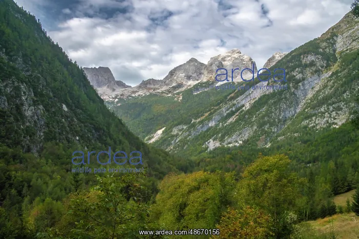 : Slovenia, Triglav National Park. Landscape with Julian Alps : Slovenia, Triglav National Park. Landscape with Julian Alps