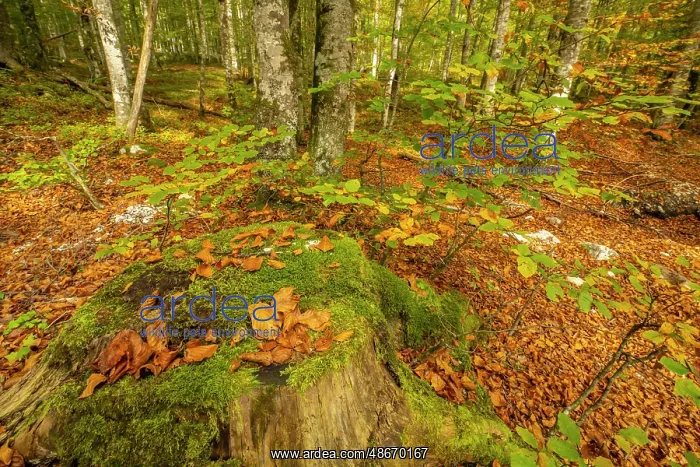 : Slovenia, Triglav National Park, Vrata Valley. Fallen autumn : Slovenia, Triglav National Park, Vrata Valley. Fallen autumn