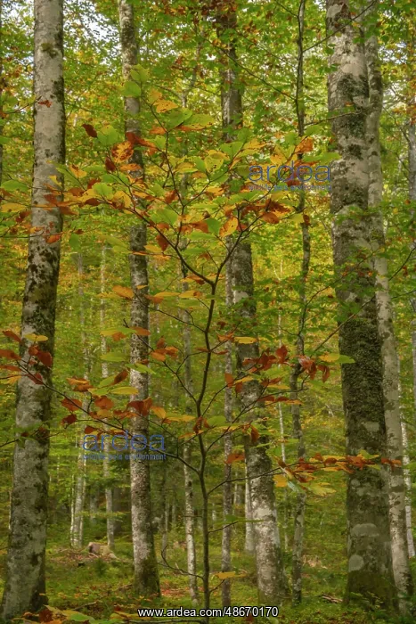 : Slovenia, Triglav National Park. Forest in autumn. ic Cathy : Slovenia, Triglav National Park. Forest in autumn. ic Cathy