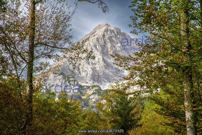 : Slovenia, Triglav National Park. Landscape with Julian Alps : Slovenia, Triglav National Park. Landscape with Julian Alps