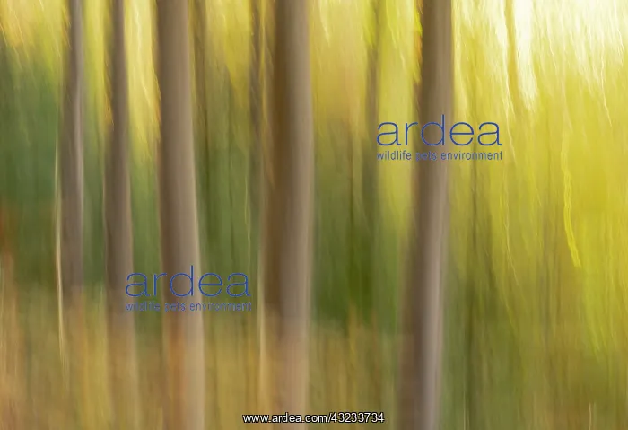 : Slovenia, Triglav National Park. Freeform images : Slovenia, Triglav National Park. Freeform images