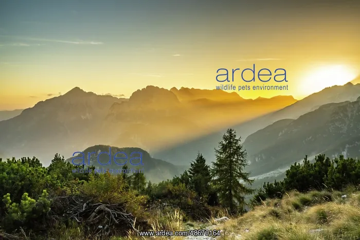 : Slovenia, Triglav National Park. Landscape with sunset on : Slovenia, Triglav National Park. Landscape with sunset on