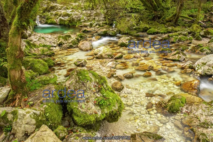 : Slovenia, Triglav National Park. Soca River rapids and : Slovenia, Triglav National Park. Soca River rapids and