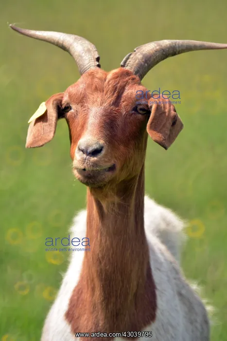  : Slovenian goat looking smug
