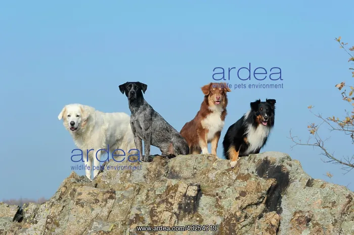 : Slovensky Cuvac or Slovak Cuvac, Labrador Retriever : Slovensky Cuvac or Slovak Cuvac, Labrador Retriever