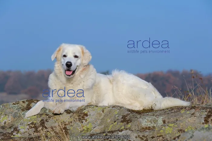 : Slovensky Cuvac or Slovak Cuvac lying on a rock : Slovensky Cuvac or Slovak Cuvac lying on a rock