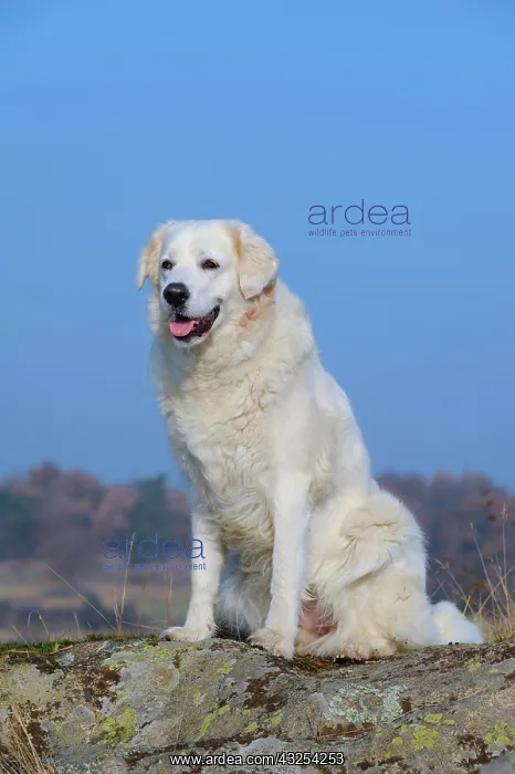 : Slovensky Cuvac or Slovak Cuvac sitting on a rock : Slovensky Cuvac or Slovak Cuvac sitting on a rock