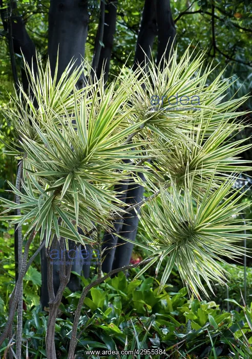  : A slow growing tree  /  shrub originating from Madagascar