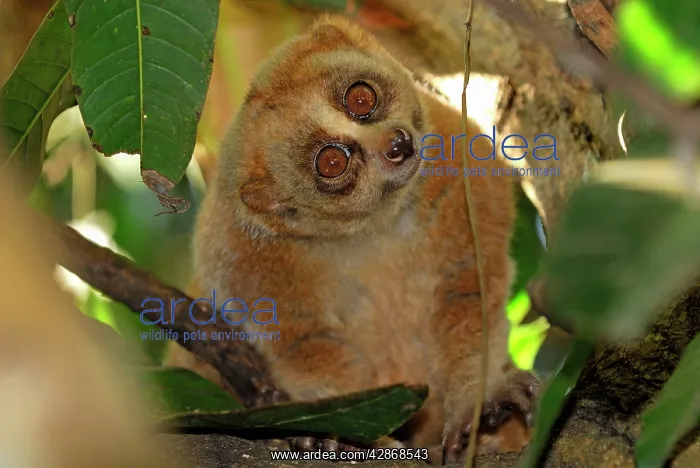 : Slow Loris : Slow Loris