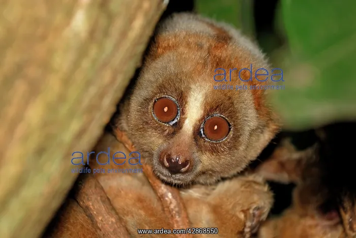 : Slow Loris : Slow Loris