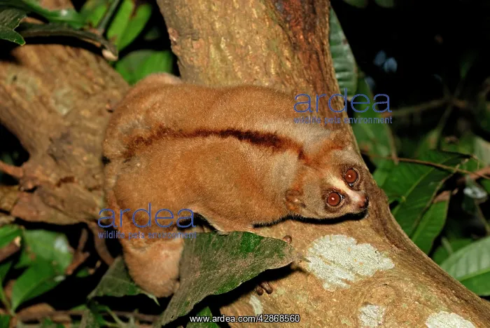 : Slow Loris : Slow Loris